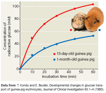 Interpreting a Scatter Plot with Two Sets of Data  Is Glucose Uptake into Cells Affected by Age Glucose, an important energy source for animals, is transported into cells by facilitated diffusion using protein carriers. In this exercise, you will interpret a graph with two sets of data from an experiment that examined glucose uptake over time in red blood cells from guinea pigs of different ages. You will determine if the cells' rate of glucose uptake depended on the age of the guinea pigs. How the Experiment Was Done Researchers incubated guinea pig red blood cells in a 300 m M (millimolar) radioactive glucose solution at pH 7.4 at 25°C. Every 10 or 15 minutes, they removed a sample of cells and measured the concentration of radioactive glucose inside those cells. The cells came from either a 15-day-old or a 1-month-old guinea pig. Data from the Experiment When you have multiple sets of data, it can be useful to plot them on the same graph for comparison. In the graph here, each set of dots (of the same color) forms a scatter plot , in which every data point represents two numerical values, one for each variable. For each data set, a curve that best fits the points has been drawn to make it easier to see the trends. (For additional information about graphs, see the Scientific Skills Review in Appendix F.) Glucose Uptake over Time in Guinea Pig Red Blood Cells    What does the graph show Compare and contrast glucose uptake in red blood cells from 15-day-old and 1-month-old guinea pigs.