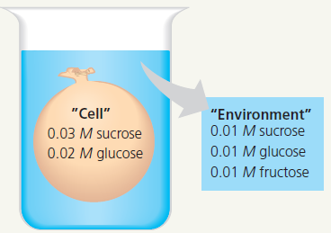 Draw IT An artificial cell consisting of an aqueous solution enclosed in a selectively permeable membrane is immersed in a beaker containing a different solution, the environment, as shown below. The membrane is permeable to water and to the simple sugars glucose and fructose but impermeable to the disaccharide sucrose.  a. Draw solid arrows to indicate the net movement of solutes into and/or out of the cell.  b. Is the solution outside the cell isotonic, hypotonic, or hypertonic  c. Draw a dashed arrow to show the net osmosis, if any.  d. Will the artificial cell become more flaccid, more turgid, or stay the same  e. Eventually, will the two solutions have the same or different solute concentrations  