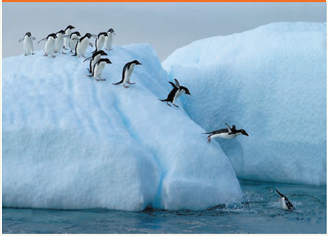    Explain what is happening in this photo in terms of kinetic energy and potential energy. Include the energy conversions that occur when the penguins eat fish and climb back up on the glacier. Describe the role of ATP and enzymes in the underlying, molecular processes, including what happens to the free energy of some of the molecules involved.