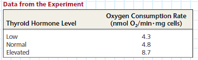 Does Thyroid Hormone Level Affect Oxygen Consumption in Cells Some animals, such as mammals and birds, maintain a relatively constant body temperature, above that of their environment, using heat produced as a by-product of metabolism. When the core temperature of these animals drops below an internal set point, their cells are triggered to reduce the efficiency of ATP produced by the electron transport chains in mitochondria. At lower efficiency, extra fuel must be consumed to produce the same number of ATPs, generating additional heat. Because this response is moderated by the endocrine system, researchers hypothesized that thyroid hormone might trigger this cellular response. In this exercise, you will use a bar graph to visualize data from an experiment that compared the metabolic rate (by measuring oxygen consumption) in mitochondria of cells from animals with different levels of thyroid hormone. How the Experiment Was Done Liver cells were isolated from sibling rats that had low, normal, or elevated thyroid hormone levels. The oxygen consumption rate due to activity of the mitochondrial electron transport chains of each type of cell was measured under controlled conditions.    Examine your graph and look for a pattern in the data. (a) Which cell type had the highest rate of oxygen consumption, and which had the lowest (b) Does this support the researchers' hypothesis Explain. (c) Based on what you know about mitochondrial electron transport and heat production, predict which rats had the highest, and which had the lowest, body temperature.