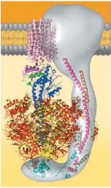 VISUAL SKILLS This computer model shows the four parts of ATP synthase, each part consisting of a number of polypeptide subunits (the structure in gray is still an area of active research). Using Figure 9.14 as a guide, label the rotor, stator, internal rod, and catalytic knob of this molecular motor.  