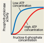 INTERPRET THE DATA Phosphofructokinase is an enzyme that acts on fructose 6-phosphate at an early step in glucose breakdown. Regulation of this enzyme controls whether the sugar will continue on in the glycolytic pathway. Considering this graph, under which condition is phosphofructokinase more active Given what you know about glycolysis and regulation of metabolism by this enzyme, explain the mechanism by which phosphofructokinase activity differs depending on ATP concentration. Explain why it makes sense that regulation of this enzyme has evolved so that it works this way.  