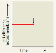 Draw IT The graph here shows the pH difference across the inner mitochondrial membrane over time in an actively respiring cell. At the time indicated by the vertical arrow, a metabolic poison is added that specifically and completely inhibits all function of mitochondrial ATP synthase. Draw what you would expect to see for the rest of the graphed line, and explain your reasoning for drawing the line as you did.  
