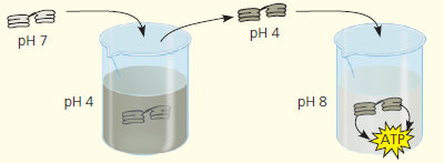 SCIENTIFIC INQUIR  The following diagram represents an experiment with isolated thylakoids. The thylakoids were first made acidic by soaking them in a solution at pH 4. After the thylakoid space reached pH 4, the thylakoids were transferred to a basic solution at pH 8. The thylakoids then made ATP in the dark. (See Concept 2.5 to review pH.)    Draw an enlargement of part of the thylakoid membrane in the beaker with the solution at pH 8. Draw ATP synthase. Label the areas of high H+ concentration and low H+ concentration. Show the direction protons flow through the enzyme, and show the reaction where ATP is synthesized. Would ATP end up in the thylakoid or outside of it Explain why the thylakoids in the experiment were able to make ATP in the dark.