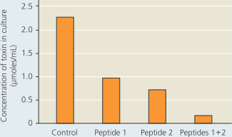 Can a skin wound turn deadly  That scrape I got at the game last week looks infected. I wonder if I should go to the doctor  Contact sports can be hard on your body even if you are in top physical condition. Contact in many cases leads to skin wounds that can become infected-and even deadly, if infected with antibiotic-resistant bacteria. Watch the video in the Mastering-Biology Study Area to see what happened when a strain of antibiotic-resistant bacteria called MrSA infected at least one high school student. MrSA stands for methicillin-resistant Staphylococcus aureus , a strain of bacteria that is resistant to several types of antibiotics, not just methicillin. Most staph infections are not antibiotic-resistant and can be treated with antibiotics.      ABC news video: MRSA Outbreak  Staphylococcus aureus (S. aureus) is a common bacterial species found on the surface of healthy skin that can turn into a serious pathogen if introduced into tissue through a cut or abrasion. Once inside the body, a population of S. aureus that reaches a certain density will start to secrete a toxin, killing body cells and contributing significantly to inflammation and damage. Because about 1 in 100 people carry a strain of S. aureus that is resistant to common antibiotics, a minor infection can turn permanently harmful or even deadly. In this exercise, you will investigate the mechanism by which cells sense their own population density (so-called quorum sensing ) to analyze whether blocking it can stop S. aureus from producing toxin.  Your Approach  The facts you have in hand for your investigation are that quorum sensing in S. aureus involves two separate signal transduction pathways that can lead to toxin production. Two candidate synthetic peptides (short proteins), called peptides 1 and 2, have been proposed to interfere with the S. aureus quorum-sensing pathways. Your job is to test these two potential inhibitors of quorum sensing to see if they block either or both of the pathways that lead to toxin production. For your experiment, you grow four cultures of S. aureus to a standardized high density and measure the concentration of toxin in the culture. The control culture contains no peptide. The other cultures have one or both candidate inhibitory peptides mixed into the growth medium before starting the cultures. Your Data    Data from N. Balaban et al., Treatment of Staphylococcus aureus biofilm infection by the quorum-sensing inhibitor RIP, Antimicrobial Agents and Chemotherapy 51(6):2226-2229 (2007). Which, if any, of the cultures with peptide(s) resulted in a toxin concentration similar to the control culture What is your evidence for this    Instructors : A version of this problem-Solving exercise can be assigned in MasteringBiology. Or a more extensive investigation called Solve it: is it possible to treat Bacterial infections Without traditional Antibiotics  can be assigned.