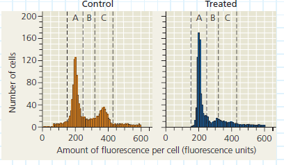 At What Phase Is the Cell Cycle Arrested by an Inhibitor Many medical treatments are aimed at stopping cancer cell proliferation by blocking the cell cycle of cancerous tumor cells. One potential treatment is a cell cycle inhibitor derived from human umbilical cord stem cells. In this exercise, you will compare two histograms to determine where in the cell cycle the inhibitor blocks the division of cancer cells.  How the Experiment Was Done In the treated sample, human glioblastoma (brain cancer) cells were grown in tissue culture in the presence of the inhibitor, while control sample cells were grown in its absence. After 72 hours of growth, the two cell samples were harvested. To get a snapshot of the phase of the cell cycle each cell was in at that time, the samples were treated with a fluorescent chemical that binds to DNA and then run through a flow cytometer, an instrument that records the fluorescence level of each cell. Computer software then graphed the number of cells in each sample with a particular fluorescence level, as shown below.  Data from the Experiment    The data are plotted in a type of graph called a histogram (above), which groups values for a numeric variable on the x -axis into intervals. A histogram allows you to see how an entire group of experimental subjects (cells, in this case) are distributed along a continuous variable (amount of fluorescence). In these histograms, the bars are so narrow that the data appear to follow a curve for which you can detect peaks and dips. Each narrow bar represents the number of cells observed to have a level of fluorescence in the range of that interval. This in turn indicates the relative amount of DNA in those cells. Overall, comparing histograms allows you to see how the DNA content of this cell population is altered by the treatment. Study the data in the histograms. (a) Which axis indirectly shows the relative amount of DNA per cell Explain your answer. (b) In the control sample, compare the first peak in the histogram (in region A) to the second peak (in region C). Which peak shows the population of cells with the higher amount of DNA per cell Explain. (For additional information about graphs, see the Scientific Skills Review in Appendix F and in the Study Area in MasteringBiology.)