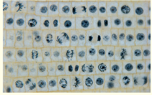In the light micrograph below of dividing cells near the tip of an onion root, identify a cell in each of the following stages: prophase, prometaphase, metaphase, anaphase, and telophase. Describe the major events occurring at each stage.  