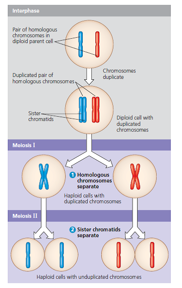 How Does DNA Content Change as Budding Yeast Cells Proceed Through Meiosis When nutrients are low, cells of the budding yeast ( Saccharomyces cerevisiae ) exit the mitotic cell cycle and enter meiosis. In this exercise you will track the DNA content of a population of yeast cells as they progress through meiosis.  How the Experiment Was Done Researchers grew a culture of yeast cells in a nutrient-rich medium and then transferred them to a nutrient-poor medium to induce meiosis. At different times after induction, the DNA content per cell was measured in a sample of the cells, and the average DNA content per cell was recorded in femtograms (fg; 1 femtogram = 1 × 10 15 gram).  Data from the Experiment    Interpret the Data  Most of the yeast cells in the culture were in G1 of the cell cycle before being moved to the nutrient-poor medium. (a) How many femtograms of DNA are there in each yeast cell in G1 Estimate this value from the data in your graph. (b) How many femtograms of DNA should be present in each cell in G2 (See Concept 9.2 and Figure 9.6.) At the end of meiosis I (MI) At the end of meiosis II (MII) (See Figure 10.7.) (c) Using these values as a guideline, distinguishthe different phases by inserting vertical dashed lines in the graph between phases and label each phase (G1, S, G2, MI, MII). You can figure out where to put the dividing lines based on what you know about the DNA content of each phase (see Figure 10.7). (d) Think carefully about the point where the line at the highest value begins to slope downward. What specific point of meiosis does this corner represent What stage(s) correspond to the downward sloping line    Figure 9.6    Figure 10.7