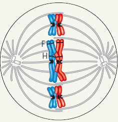 Draw IT The diagram at right shows a cell in meiosis.  (a) Label the appropriate structures with these terms, drawing lines or brackets as needed: chromosome (label as duplicated or unduplicated), centromere, kinetochore, sister chromatids, nonsister chromatids, homologous pair, homologs, chiasma, sister chromatid cohesion, alleles (of the F and H genes).  (b) Describe the makeup of a haploid set and a diploid set.  (c) Identify the stage of meiosis shown.  
