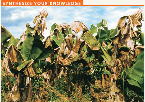    The Cavendish banana is the most popular fruit in the world, but is currently threatened by extinction due to a fungal agent (see the photo). This banana variety is triploid (3n, with three sets of chromosomes) and can only reproduce through cloning by cultivators. Given what you know about meiosis, explain how the banana's triploid number accounts for its seedless condition. Considering genetic diversity, discuss how the absence of sexual reproduction might contribute to the vulnerability of this domesticated species to infectious agents.