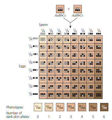 What Is the Distribution of Phenotypes Among Offspring of Two Parents Who Are Both Heterozygous for Three Additive Genes Human skin color is a polygenic trait that is determined by the additive effects of several different genes. In this exercise, you will work with a simplified model of skin-color genetics where three genes are assumed to affect the darkness of skin color and where each gene has two alleles-dark or light. In this model, each dark allele contributes equally to the darkness of skin color, and each pair of alleles segregates independently of each other pair. Using a type of graph called a histogram, you will determine the distribution of phenotypes of offspring with different numbers of dark-skin alleles. (For additional information about graphs, see the Scientific Skills Review in Appendix F and in the Study Area in MasteringBiology.)  How This Model Is Analyzed To predict the phenotypes of the offspring of heterozygous parents, the ratios of the genes for this trait must be calculated. Figure 11.13 shows a simplified model for polygenic inheritance of skin color that includes three of the known genes. According to this model, three separately inherited genesaffect the darkness of skin. The heterozygous individuals ( AaBbCc ) represented by the two rectangles at the top of this figure each carry three dark-skin alleles (black circles, which represent A , B , or C ) and three light-skin alleles (white circles, which represent a , b , or c ). The Punnett square shows all the possible genetic combinations in gametes and in offspring of a large number of hypothetical matings between these heterozygotes. Predictions from the Punnett Square If we assume that each square in the Punnett square represents one offspring of the heterozygous AaBbCc parents, then the squares below show the possible phenotypes. Below the squares are the predicted frequencies of individuals with the same number of dark-skin alleles.    You can see that the skin-color phenotypes are not distributed uniformly. (a) Which phenotype has the highest frequency Draw a vertical dotted line through that bar. (b) Distributions of values like this one tend to show one of several common patterns. Sketch a rough curve that approximates the values and look at its shape. Is it symmetrically distributed around a central peak value (a normal distribution, sometimes called a bell curve); is it skewed to one end of the x -axis or the other (a skewed distribution); or does it show two apparent groups of frequencies (a bimodal distribution) Explain the reason for the curve's shape. (It will help to read the text description that supports Figure 11.13.)