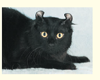 In 1981, a stray black cat with unusual rounded, curled-back ears was adopted by a family in California. Hundreds of descendants of the cat have since been born, and cat fanciers hope to develop the curl cat into a show breed. Suppose you owned the first curl cat and wanted to develop a true-breeding variety. How would you determine whether the curl allele is dominant or recessive How would you obtain true-breeding curl cats How could you be sure they are true-breeding  