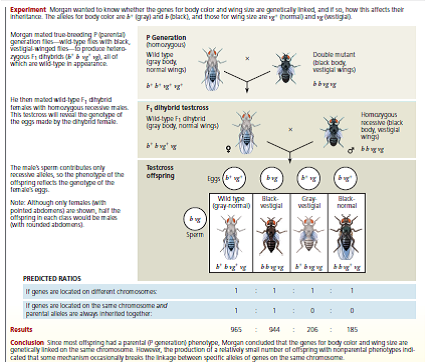 Are Two Genes Linked or Unlinked Genes that are in close proximity on the same chromosome will result in the linked alleles being inherited together more often than not. But how can you tell if certain alleles are inherited together due to linkage or whether they just happen to assort together In this exercise, you will use a simple statistical test, the chi-square ( 2) test, to analyze phenotypes of F1 testcross progeny in order to see whether two genes are linked or unlinked.  How These Experiments Are Done If genes are unlinked and assorting independently, the phenotypic ratio of offspring from an F1 testcross is expected to be 1:1:1:1 (see Figure 12.9). If the two genes are linked, however, the observed phenotypic ratio of the offspring will not match the expected ratio. Given random fluctuations in the data, how much must the observed numbers deviate from the expected numbers for us to conclude that the genes are not assorting independently but may instead be linked To answer this question, scientists use a statistical test called a chi-square ( 2) test. This test compares an observed data set to an expected data set predicted by a hypothesis (here, that the genes are unlinked) and measures the discrepancy between the two, thus determining the goodness of fit. If the discrepancy between the observed and expected data sets is so large that it is unlikely to have occurred by random fluctuation, we say there is statistically significant evidence against the hypothesis (or, more specifically, evidence for the genes being linked). If the discrepancy is small, then our observations are well explained by random variation alone. In this case, we say the observed data are consistent with our hypothesis, or that the discrepancy is statistically insignificant. Note, however, that consistency with our hypothesis is not the same as proof of our hypothesis. Also, the size of the experimental data set is important: With small data sets like this one, even if the genes are linked, discrepancies might be small by chance alone if the linkage is weak. (For simplicity, we overlook the effect of sample size here.)    Data from the Simulated Experiment In cosmos plants, purple stem ( A ) is dominant to green stem ( a ), and short petals ( B ) is dominant to long petals ( b ). In a simulated cross, AABB plants were crossed with aabb plants to generate F1 dihybrids ( AaBb ), which were then test crossed ( AaBb × aabb ). A total of 900 offspring plants were scored for stem color and flower petal length.    The results in the data table are from a simulated F1 dihybrid testcross. The hypothesis that the two genes are unlinked predicts that the offspring phenotypic ratio will be 1:1:1:1. Using this ratio, calculate the expected number of each phenotype out of the 900 total offspring, and enter the values in the data table.