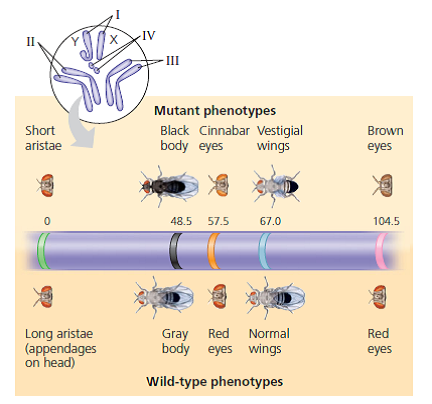 You design Drosophila crosses to provide recombination data for gene a , which is located on the chromosome shown in Figure 12.12. Gene a has recombination frequencies of 14% with the vestigial-wing locus and 26% with the brown-eye locus. Approximately where is gene a located along the chromosome  