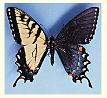 Butterflies have an X-Y sex determination system that is different from that of flies or humans. Female butterflies may be either XY or XO, while butterflies with two or more X chromosomes are males. This photograph shows a tiger swallowtail gynandromorph , an individual that is half male (left side) and half female (right side). Given that the first division of the zygote divides the embryo into the future right and left halves of the butterfly, propose a hypothesis that explains how nondisjunction during the first mitosis might have produced this unusual-looking butterfly.  