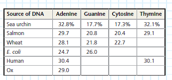 Given the Percentage Composition of One Nucleotide in a Genome, Can We Predict the Percentages of the Other Three  Nucleotides Even before the structure of DNA was elucidated, Erwin Chargaff and his coworkers noticed a pattern in the base composition of nucleotides from different species: the percentage of adenine (A) bases roughly equaled that of thymine (T) bases, and the percentage of cytosine (C) bases roughly equaled that of guanine (G) bases. Further, the percentage of each pair (A/T and C/G) varied from species to species. We now know that the 1:1 A/T and C/G ratios are due to complementary base pairing between A and T and between C and G in the DNA double helix, and interspecies differences are due to the unique sequences of bases along a DNA strand. In this exercise, you will apply Chargaff's rules to predict the composition of nucleotide bases in a genome. How the Experiments Were Done In Chargaff's experiments, DNA was extracted from the given organism, hydrolyzed to break apart the individual nucleotides, and then analyzed chemically. These experiments provided approximate values for each type of nucleotide. (Today, whole-genome sequencing allows base composition analysis to be done more precisely directly from the sequence data.) Data from the Experiments Tables are useful for organizing sets of data representing a common set of values (here percentages of A, G, C, and T) for a number of different samples (in this case, from different species). You can apply the patterns that you see in the known data to predict unknown values. In the table, complete base distribution data are given for sea urchin DNA and salmon DNA; you will use Chargaff's rules to fill in the rest of the table with predicted values.    If Chargaff's rule--that the amount of A equals the amount of T and the amount of C equals the amount of G-is valid, then hypothetically we could extrapolate this to the combined DNA of all species on Earth (like one huge Earth genome). To see whether the data in the table support this hypothesis, calculate the average percentage for each base in your completed table by averaging the values in each column. Does Chargaff's equivalence rule still hold true