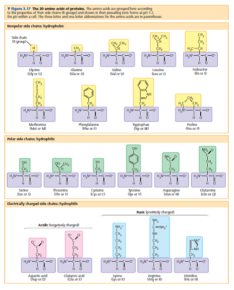Although the proteins that cause the E. coli chromosome to coil are not histones, identify a property you would expect them to share with histones, given their ability to bind to DNA (see Figure 3.18)  
