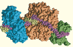 SCIENTIFIC INQUIRY  Model building can be an important part of the scientific process. The illustration shown here is a computer-generated model of a DNA replication complex. The parental and newly synthesized DNA strands are color-coded differently, as are each of the following three proteins: DNA pol III, the sliding clamp, and single-strand binding protein. (a) Using what you've learned in this chapter to clarify this model, label each DNA strand and each protein. (b) Draw an arrow to indicate the overall direction of DNA replication.  