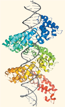 SYNTHESIZE YOUR KNOWLEDGE    This image shows DNA (gray) interacting with a computer-generated model of a TAL protein (multicolored), one of a family of proteins found only in a species of the bacterium Xanthomonas. The bacterium uses proteins like this one to find specific gene sequences in cells of the organisms it infects, such as tomatoes, rice, and citrus fruits. Given what you know about DNA structure and considering the image above, discuss how the TAL protein's structure suggests that it functions.