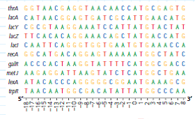 How Can a Sequence Logo Be Used to Identify Ribosome Binding Sites When initiating translation, ribosomes bind to an mRNA at a ribosome binding site upstream of the 5 -AUG- 3 start codon. Because mRNAs from different genes all bind to a ribosome, the genes encoding these mRNAs are likely to have a similar base sequence where the ribosomes bind. Therefore, candidate ribosome binding sites on mRNA can be identified by comparing DNA sequences (and thus the mRNA sequences) of multiple genes in a species, searching the region upstream of the start codon for shared (conserved) stretches of bases. In this exercise you will analyze DNA sequences from multiple such genes, represented by a visual graphic called a sequence logo. How the Experiment Was Done The DNA sequences of 149 genes from the E. coli genome were aligned and analyzed using computer software. The aim was to identify similar base sequences- at the appropriate location in each gene-as potential ribosome binding sites. Rather than presenting the data as a series of 149 sequences aligned in a column (a sequence alignment), the researchers used a sequence logo. Data from the Experiment To show how sequence logos are made, the potential ribosome binding regions from 10 of the E. coli genes are shown in a sequence alignment, followed by the sequence logo derived from the aligned sequences. Note that the DNA shown is the nontemplate (coding) strand, which is how DNA sequences are typically presented.        The height of a stack of letters in a logo indicates the predictive power of that stack (determined statistically). If the stack is tall, we can be more confident in predicting what base will be in that position if a new sequence is added to the logo. For example, at position 2, all 10 sequences have a G; the probability of finding a G there in a new sequence is very high, as is the stack. For short stacks, the bases all have about the same frequency, and so it's hard to predict a base at those positions. (a) Which two positions have the most predictable bases What bases do you predict would be at those positions in a newly sequenced gene (b) Which 12 positions have the least predictable bases How do you know How does this reflect the relative frequencies of the bases shown in the 10 sequences Use the two left-most positions of the 12 as examples in your answer.