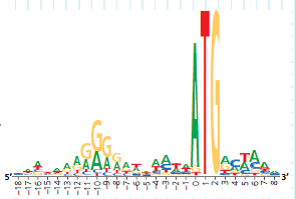 How Can a Sequence Logo Be Used to Identify Ribosome Binding Sites When initiating translation, ribosomes bind to an mRNA at a ribosome binding site upstream of the 5 -AUG- 3 start codon. Because mRNAs from different genes all bind to a ribosome, the genes encoding these mRNAs are likely to have a similar base sequence where the ribosomes bind. Therefore, candidate ribosome binding sites on mRNA can be identified by comparing DNA sequences (and thus the mRNA sequences) of multiple genes in a species, searching the region upstream of the start codon for shared (conserved) stretches of bases. In this exercise you will analyze DNA sequences from multiple such genes, represented by a visual graphic called a sequence logo. How the Experiment Was Done The DNA sequences of 149 genes from the E. coli genome were aligned and analyzed using computer software. The aim was to identify similar base sequences- at the appropriate location in each gene-as potential ribosome binding sites. Rather than presenting the data as a series of 149 sequences aligned in a column (a sequence alignment), the researchers used a sequence logo. Data from the Experiment To show how sequence logos are made, the potential ribosome binding regions from 10 of the E. coli genes are shown in a sequence alignment, followed by the sequence logo derived from the aligned sequences. Note that the DNA shown is the nontemplate (coding) strand, which is how DNA sequences are typically presented.        The height of a stack of letters in a logo indicates the predictive power of that stack (determined statistically). If the stack is tall, we can be more confident in predicting what base will be in that position if a new sequence is added to the logo. For example, at position 2, all 10 sequences have a G; the probability of finding a G there in a new sequence is very high, as is the stack. For short stacks, the bases all have about the same frequency, and so it's hard to predict a base at those positions. (a) Which two positions have the most predictable bases What bases do you predict would be at those positions in a newly sequenced gene (b) Which 12 positions have the least predictable bases How do you know How does this reflect the relative frequencies of the bases shown in the 10 sequences Use the two left-most positions of the 12 as examples in your answer.