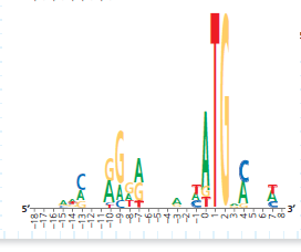 How Can a Sequence Logo Be Used to Identify Ribosome Binding Sites When initiating translation, ribosomes bind to an mRNA at a ribosome binding site upstream of the 5 -AUG- 3 start codon. Because mRNAs from different genes all bind to a ribosome, the genes encoding these mRNAs are likely to have a similar base sequence where the ribosomes bind. Therefore, candidate ribosome binding sites on mRNA can be identified by comparing DNA sequences (and thus the mRNA sequences) of multiple genes in a species, searching the region upstream of the start codon for shared (conserved) stretches of bases. In this exercise you will analyze DNA sequences from multiple such genes, represented by a visual graphic called a sequence logo. How the Experiment Was Done The DNA sequences of 149 genes from the E. coli genome were aligned and analyzed using computer software. The aim was to identify similar base sequences- at the appropriate location in each gene-as potential ribosome binding sites. Rather than presenting the data as a series of 149 sequences aligned in a column (a sequence alignment), the researchers used a sequence logo. Data from the Experiment To show how sequence logos are made, the potential ribosome binding regions from 10 of the E. coli genes are shown in a sequence alignment, followed by the sequence logo derived from the aligned sequences. Note that the DNA shown is the nontemplate (coding) strand, which is how DNA sequences are typically presented.        A consensus sequence identifies the base occurring most often at each position in the set of sequences. (a) Write out the consensus sequence of this (the nontemplate) strand. In any position where the base can't be determined, put a dash. (b) Which provides more information-the consensus sequence or the sequence logo What is lost in the less informative method