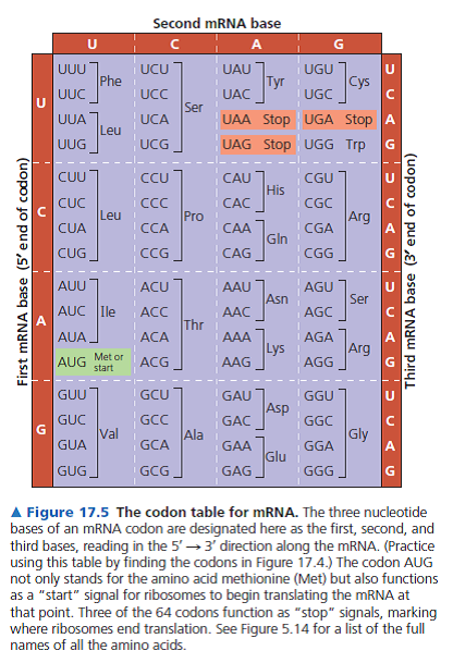 Using Figure 17.5, identify a 5 S 3 sequence of nucleotides in the DNA template strand for an mRNA coding for the polypeptide sequence Phe-Pro-Lys.   A) 5 -UUUGGGAAA-3 B) 5 -GAACCCCTT-3 C) 5 -CTTCGGGAA-3 D) 5 -AAACCCUUU-3