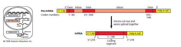 SCIENTIFIC INQUIRY  Knowing that the genetic code is almost universal, a scientist uses molecular biological methods to insert the human -globin gene (shown in Figure 14.12) into bacterial cells, hoping the cells will express it and synthesize functional -globin protein. Instead, the protein produced is nonfunctional and is found to contain many fewer amino acids than does -globin made by a eukaryotic cell. Explain why.  