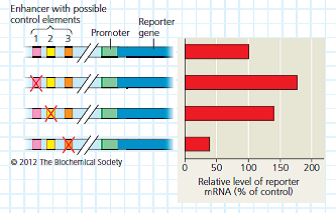 What Control Elements Regulate Expression of the mPGES-1  Gene The promoter of a gene includes the DNA immediately upstream of the transcription start site, but the control elements regulating the level of transcription of the gene (grouped in an enhancer.) may be thousands of base pairs upstream of the promoter. Because the distance and spacing of these control elements make them difficult to identify, scientists begin by deleting possible control elements and measuring the effect on gene expression. In this exercise, you will analyze data obtained from DNA deletion experiments that tested possible control elements for the human gene mPGES-1. This gene codes for an enzyme that synthesizes a type of prostaglandin, a chemical made during inflammation.  How the Experiment Was Done The researchers hypothesized that there were three possible control elements in an enhancer region located 8-9 kilobases upstream of the mPGES-1 gene. Control elements regulate whatever gene is in the appropriate downstream location. Thus, to test the activity of the possible elements, researchers first synthesized molecules of DNA (constructs) that had the intact enhancer region upstream of a reporter gene, a gene whose mRNA product could be easily measured experimentally. Next, they made three more DNA constructs with one of the three proposed control elements in deleted in each (see left side of figure). The researchers then introduced each DNA construct into a separate human cell culture, where the cells took up the DNA constructs. After 48 hours, the amount of reporter gene mRNA made by the cells was measured. Comparing these amounts allowed researchers to determine if any of the deletions had an effect on expression of the reporter gene, mimicking the effect that deletions would have had on mPGES-1 gene expression. (The mPGES-1 gene itself couldn't be used to measure expression levels because the cells express their own mPGES-1 gene. The mRNA from that gene would confuse the results.) Data from the Experiment The diagrams on the left side of the figure show the intact DNA sequence (top) and the three experimental DNA constructs. A red X is located on the possible control element (1, 2, or 3) that was deleted in each experimental DNA construct. The area between the slashes represents the approximately 8 kilobases of DNA located between the promoter and the enhancer region. The horizontal bar graph on the right shows the amount of reporter gene mRNA that was present in each cell culture after 48 hours relative to the amount that was in the culture containing the intact enhancer region (top bar = 100%).    Do the data suggest that any of these possible control elements are actual control elements Explain.