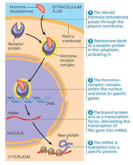 SCIENTIFIC INQUIRY  Prostate cells usually require testosterone and other androgens to survive. But some prostate cancer cells thrive despite treatments that eliminate androgens. One hypothesis is that estrogen, often considered a female hormone, may be activating genes normally controlled by an androgen in these cancer cells. Describe one or more experiments to test this hypothesis. (See Figure 5.23 to review the action of these steroid hormones.)  