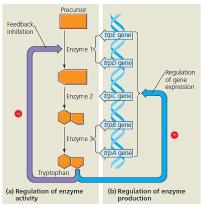FOCUS ON INTERACTIONS  In a short essay (100-150 words), discuss how the processes shown in Figure 15.2 are examples of feedback mechanisms regulating biological systems in bacterial cells.  
