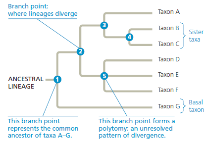 How Can DNA Sequence Data Be Used to Track Flu Virus Evolution During Pandemic Waves  In 2009, an influenza A H1N1virus caused a pandemic, and the virus has continued to resurface in outbreaks across the world. Researchers in Taiwan were curious about why the virus kept appearing despite widespread flu vaccine initiatives. They hypothesized that newly evolved variants of the H1N1 virus were able to evade human immune system defenses. To test this hypothesis, they needed to determine if each wave of the flu infection was caused by a different H1N1 variant strain. How the Experiment Was Done Scientists obtained the genome sequences for 4,703 virus isolates collected from patients with H1N1 flu in Taiwan. They compared the sequences in different strains for the viral hemagglutinin (HA) gene, and based on mutations that had occurred, arranged the isolates into a phylogenetic tree (see Figure 20.5 for information on how to read phylogenetic trees).    Data from the Experiment In the phylogenetic tree; each branch tip is one variant strain of the H1N1 virus with a unique HA gene sequence. The tree is a way to visualize a working hypothesis about the evolutionary relationships between H1N1 variants.      The scientists arranged the branches into groups made up of one ancestral variant and all of its descendant, mutated variants. They are color-coded in the figure. Using Group 11 as an example, trace the lineage of its variants. (a) Do all of the nodes have the same number of branches or branch tips (b) Are all of the branches in the group the same length (c) What do these results indicate