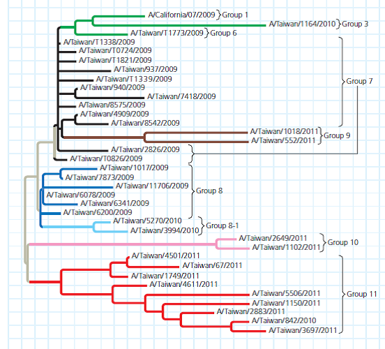 How Can DNA Sequence Data Be Used to Track Flu Virus Evolution During Pandemic Waves  In 2009, an influenza A H1N1virus caused a pandemic, and the virus has continued to resurface in outbreaks across the world. Researchers in Taiwan were curious about why the virus kept appearing despite widespread flu vaccine initiatives. They hypothesized that newly evolved variants of the H1N1 virus were able to evade human immune system defenses. To test this hypothesis, they needed to determine if each wave of the flu infection was caused by a different H1N1 variant strain. How the Experiment Was Done Scientists obtained the genome sequences for 4,703 virus isolates collected from patients with H1N1 flu in Taiwan. They compared the sequences in different strains for the viral hemagglutinin (HA) gene, and based on mutations that had occurred, arranged the isolates into a phylogenetic tree (see Figure 20.5 for information on how to read phylogenetic trees).    Data from the Experiment In the phylogenetic tree; each branch tip is one variant strain of the H1N1 virus with a unique HA gene sequence. The tree is a way to visualize a working hypothesis about the evolutionary relationships between H1N1 variants.      The scientists arranged the branches into groups made up of one ancestral variant and all of its descendant, mutated variants. They are color-coded in the figure. Using Group 11 as an example, trace the lineage of its variants. (a) Do all of the nodes have the same number of branches or branch tips (b) Are all of the branches in the group the same length (c) What do these results indicate