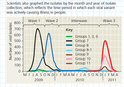 How Can DNA Sequence Data Be Used to Track Flu Virus Evolution During Pandemic Waves  In 2009, an influenza A H1N1virus caused a pandemic, and the virus has continued to resurface in outbreaks across the world. Researchers in Taiwan were curious about why the virus kept appearing despite widespread flu vaccine initiatives. They hypothesized that newly evolved variants of the H1N1 virus were able to evade human immune system defenses. To test this hypothesis, they needed to determine if each wave of the flu infection was caused by a different H1N1 variant strain. How the Experiment Was Done Scientists obtained the genome sequences for 4,703 virus isolates collected from patients with H1N1 flu in Taiwan. They compared the sequences in different strains for the viral hemagglutinin (HA) gene, and based on mutations that had occurred, arranged the isolates into a phylogenetic tree (see Figure 20.5 for information on how to read phylogenetic trees).    Data from the Experiment In the phylogenetic tree; each branch tip is one variant strain of the H1N1 virus with a unique HA gene sequence. The tree is a way to visualize a working hypothesis about the evolutionary relationships between H1N1 variants.      The scientists arranged the branches into groups made up of one ancestral variant and all of its descendant, mutated variants. They are color-coded in the figure. Using Group 11 as an example, trace the lineage of its variants. (a) Do all of the nodes have the same number of branches or branch tips (b) Are all of the branches in the group the same length (c) What do these results indicate