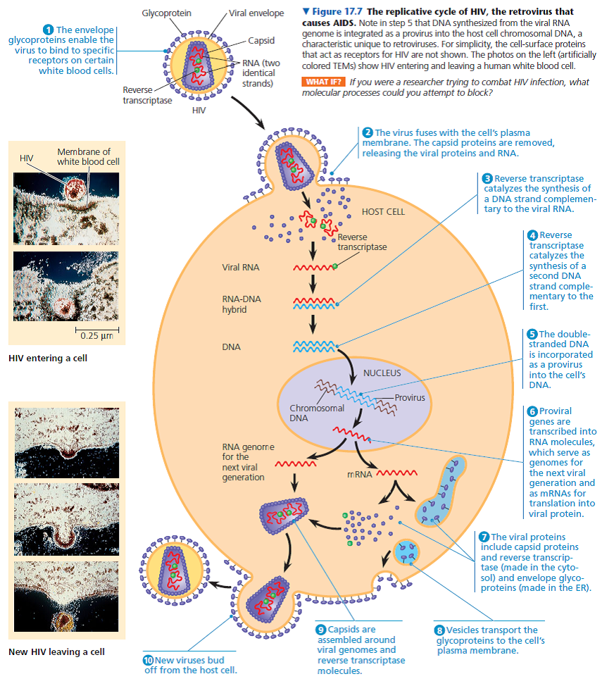 Redraw Figure 17.8 to show the replicative cycle of a virus with a single-stranded genome that can function as mRNA.  