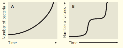 SCIENTIFIC INQUIRY  When bacteria infect an animal, the number of bacteria in the body increases in an exponential fashion (graph A). After infection by a virulent animal virus with a lytic replicative cycle, there is no evidence of infection for a while. Then the number of viruses rises suddenly and subsequently increases in a series of steps (graph B). Explain the difference in the curves.  