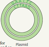 Draw I T You are cloning an aardvark gene, using a bacterial plasmid as a vector. The green diagram shows the plasmid, which contains the restriction site for the enzyme used in Figure 20.6. Above the plasmid is a segment of linear aardvark DNA that was synthesized using PCR. Diagram your cloning procedure, showing what would happen to these two molecules during each step. Use one color for the aardvark DNA and its bases and another color for those of the plasmid. Label each step and all 5 and 3 ends.      