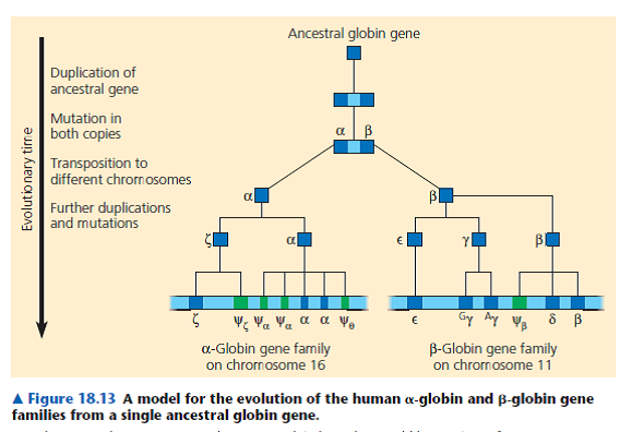 How Have Amino Acid Sequences of Human Globin Genes Diverged During Their Evolution To build a model of the evolutionary history of the globin genes (see Figure 18.13), researchers compared the amino acid sequences of the polypeptides they encode. In this exercise, you will analyze comparisons of the amino acid sequences of globin polypeptides to shed light on their evolutionary relationships.    How the Experiment Was Done Scientists obtained the DNA sequences for each of the eight globin genes and translated them into amino acid sequences. They then used a computer program to align the sequences (with dashes indicating gaps in one sequence) and calculate a percent identity value for each pair of globins. The percent identity reflects the number of positions with identical amino acids relative to the total number of amino acids in a globin polypeptide. The data were arranged in a table to show the pairwise comparisons. Data from the Experiment The following table shows an example of a pairwise alignment-that of the 1-globin (alpha-1 globin) and -globin (zeta globin) amino acid sequences-using the standard single-letter codes for amino acids. To the left of each line of amino acid sequence is the number of the first amino acid in that line. The percent identity value for the 1- and -globin amino acid sequences was calculated by counting the number of matching amino acids (86, highlighted in yellow), dividing by the total number of amino acid positions (143), and then multiplying by 100. This resulted in a 60% identity value for the 1- pair, as shown in the amino acid identity table at the bottom of the page. The values for other globin pairs were calculated in the same way.      Interpret the Data  Notice that in the amino acid identity table, the data are arranged so each globin pair can be compared. (a) Some cells in the table have dashed lines. Given the pairs that are being compared for these cells, what percent identity value is implied by the dashed lines (b) Notice that the cells in the lower left half of the table are blank. Using the information already provided in the table, fill in the missing values. Why does it make sense that these cells were left blank in the table