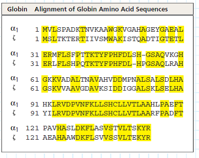 How Have Amino Acid Sequences of Human Globin Genes Diverged During Their Evolution To build a model of the evolutionary history of the globin genes (see Figure 18.13), researchers compared the amino acid sequences of the polypeptides they encode. In this exercise, you will analyze comparisons of the amino acid sequences of globin polypeptides to shed light on their evolutionary relationships.    How the Experiment Was Done Scientists obtained the DNA sequences for each of the eight globin genes and translated them into amino acid sequences. They then used a computer program to align the sequences (with dashes indicating gaps in one sequence) and calculate a percent identity value for each pair of globins. The percent identity reflects the number of positions with identical amino acids relative to the total number of amino acids in a globin polypeptide. The data were arranged in a table to show the pairwise comparisons. Data from the Experiment The following table shows an example of a pairwise alignment-that of the 1-globin (alpha-1 globin) and -globin (zeta globin) amino acid sequences-using the standard single-letter codes for amino acids. To the left of each line of amino acid sequence is the number of the first amino acid in that line. The percent identity value for the 1- and -globin amino acid sequences was calculated by counting the number of matching amino acids (86, highlighted in yellow), dividing by the total number of amino acid positions (143), and then multiplying by 100. This resulted in a 60% identity value for the 1- pair, as shown in the amino acid identity table at the bottom of the page. The values for other globin pairs were calculated in the same way.      Make a list of all the percent identity values from the table, starting with 100% at the top. Next to each number write the globin pair(s) with that percent identity value. Use one color for the globins from the family and a different color for the globins from the family. (a) Compare the order of pairs on your list with their positions in the model shown in Figure 18.13. Does the order of pairs describe the same relative closeness of globin family members seen in the model (b) Compare the percent identity values for pairs within the or group to the values for between-group pairs.
