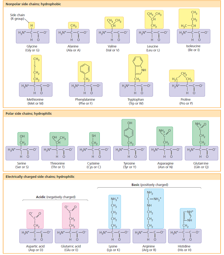 Below are the amino acid sequences (using the single-letter code; see Figure 3.18) of four short segments of the FOXP2 protein from six species: chimpanzee (C), orangutan (O), gorilla (G), rhesus macaque (R), mouse (M), and human (H). These segments contain all of the amino acid differences between the FOXP2 proteins of these species.      Use a highlighter to color any amino acid that varies among the species. (Color that amino acid in all sequences.) (a) The C, G, R sequences are identical. Which lines correspond to those sequences. (b) The H sequence differs from that of the C, G, R species at two amino acids. Underline the two differences in the H sequence. (c) The O sequence differs from the C, G, R sequences at one amino acid (having V instead of A) and from the H sequence at three amino acids. Which line is the O sequence  (d) In the M sequence, circle the amino acid(s) that differ from the C, G, R sequences, and draw a square around those that differ from the H sequence. Describe these differences.  (e) Primates and rodents diverged between 60 and 100 million years ago, and chimpanzees and humans, about 6 million years ago. What can you conclude by comparing the amino acid differences between the mouse and the C, G, R species with those between the human and the C, G, R species What can you conclude