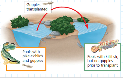 Can Predation Result in Natural Selection for Color Patterns in Guppies What we know about evolution changes constantly as new observations lead to new hypotheses-and hence to new ways to test our understanding of evolutionary theory. Consider the wild guppies ( Poecilia reticulata ) that live in pools connected by streams on the Caribbean island of Trinidad. Male guppies have highly varied color patterns that are controlled by genes that are only expressed in adult males. Female guppies choose males with bright color patterns as mates more often than they choose males with drab coloring. But the bright colors that attract females also can make the males more conspicuous to predators. Researchers observed that in pools with few predator species, the benefits of bright colors appear to win out, and males are more brightly colored than in pools where predation is more intense. One guppy predator, the killifish, preys on juvenile guppies that have not yet displayed their adult coloration. Researchers predicted that if guppies with drab colors were transferred to a pool with only killifish, eventually the descendants of these guppies would be more brightly colored (because of the female preference for brightly colored males). How the Experiment Was Done Researchers transplanted 200 guppies from pools containing pike-cichlid fish, intense guppy predators, to pools containing killifish, less active predators that prey mainly on juvenile guppies. They tracked the number of bright-colored spots and the total area of those spots on male guppies in each generation.    Data from the Experiment After 22 months (15 generations), researchers compared the color pattern data for guppies from the source and transplanted populations.    4. Predict what would happen if, after 22 months, guppies from the transplanted population were returned to the source pool. Describe an experiment to test your prediction.