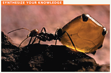    This honeypot ant (genus Myrmecocystus) can store liquid food inside its expandable abdomen. Consider other ants you are familiar with, and explain how a honeypot ant exemplifies three key features of life: adaptation, unity, and diversity.