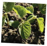 Using the Hardy-Weinberg Equation to Interpret Data and Make Predictions  Is Evolution Occurring in a Soybean Population One way to test whether evolution is occurring in a population is to compare the observed genotype frequencies at a locus with those expected for a non-evolving population based on the Hardy-Weinberg equation. In this exercise, you'll test whether a soybean population is evolving at a locus with two alleles, C G and C Y , that affect chlorophyll production and hence leaf color. How the Experiment Was Done Students planted soybean seeds and then counted the number of seedlings of each genotype at day 7 and again at day 21. Seedlings of each genotype could be distinguished visually because the C G and C Y alleles show incomplete dominance: C G C G seedlings have green leaves, C G C Y seedlings have green-yellow leaves, and C Y C Y seedlings have yellow leaves. Data from the Experiment      Next, use the hardy-Weinberg equation ( p 2 + 2 pq + q 2 = 1) to calculate the day 7 expected frequencies of genotypes C G C G , C G C Y , and C Y C Y for a population in hardy-Weinberg equilibrium.