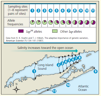Researchers studied genetic variation in the marine mussel Mytilus edulis around Long Island, New York. They measured the frequency of a particular allele (lap94) for an enzyme involved in regulating the mussel's internal saltwater balance. The researchers presented their data as a series of pie charts linked to sampling sites within Long Island Sound, where the salinity is highly variable, and along the coast of the open ocean, where salinity is constant:    a. Create a data table for the 11 sampling sites by estimating the frequency of lap 94 from the pie charts. (Hint: Think of each pie chart as a clock face to help you estimate the proportion of the shaded area.) (b) Graph the frequencies for sites 1-8 to show how the frequency of this allele changes with increasing Evaluate how the data from sites 9 - 11 compare with the date from the sites within the sound. (c) Construct a hypothesis that for the following observations: (1) The lap 94 allele helps mussels maintain osmatic balance in water with a high salt concentration but is costly to use in less salty water; and (2) mussels produce larvae that can disperse long distances before they settle on rocks and grow into adults.