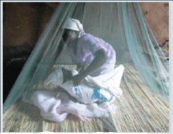 Is hybridization promoting insecticide resistance in mosquitoes that transmit malaria  Malaria is a leading cause of human illness and mortality worldwide, witH₂00 million people infected and 600,000 deaths each year. In the 1960s, the incidence of malaria was reduced owing to the use of insecticides that killed mosquitoes in the genus Anopheles , which transmit the disease from person to person. But today, mosquitoes are becoming resistant to insecticides-causing a resurgence in malaria.      Insecticide-treated bed nets have helped reduce cases of malaria in many countries, but resistance to insecticides is rising in mosquito populations.    Instructors : A version of this Problem-Solving Exercise can be assigned in MasteringBiology. In this exercise, you will investigate whether alleles encoding resistance to insecticides have been transferred between closely related species of Anopheles.  Your Approach  The principle guiding your investigation is that DNA analyses can detect the transfer of resistance alleles between closely related mosquito species. To find out whether such transfers have occurred, you will analyze DNA results from two species of mosquitoes that transmit malaria ( Anopheles gambiae and A. coluzzii ) and from A. gambiae × A. coluzzii hybrids. Your Data  Resistance to DDT and other insecticides in Anopheles is affected by a sodium channel gene, kdr. The r allele of this gene confers resistance, while the wild type (1/1) genotype is not resistant. researchers sequenced the kdr gene from mosquitoes collected in Mali during three time periods: pre-2006 (2002 and 2004), 2006, and post-2006 (2009-2012). A. gambiae and A. coluzzii were collected during all three time periods, but their hybrids only occurred in 2006, the first year that insecticide-treated bed nets were used to reduce the spread of malaria. A likely explanation is that the introduction of the treated bed nets may have briefly favored hybrid individuals, which are usually at a selective disadvantage.    (a) Calculate the kdr genotype frequencies in A. gambiae for each time period. To do this, divide the number of individuals that have a given genotype by the total number of individuals observed for that time period. (b) How did the kdr genotype frequencies change over time DescribeDescribe a hypothesis that accounts for these observations.