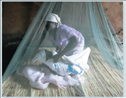 Is hybridization promoting insecticide resistance in mosquitoes that transmit malaria  Malaria is a leading cause of human illness and mortality worldwide, witH₂00 million people infected and 600,000 deaths each year. In the 1960s, the incidence of malaria was reduced owing to the use of insecticides that killed mosquitoes in the genus Anopheles , which transmit the disease from person to person. But today, mosquitoes are becoming resistant to insecticides-causing a resurgence in malaria.      Insecticide-treated bed nets have helped reduce cases of malaria in many countries, but resistance to insecticides is rising in mosquito populations.    Instructors : A version of this Problem-Solving Exercise can be assigned in MasteringBiology. In this exercise, you will investigate whether alleles encoding resistance to insecticides have been transferred between closely related species of Anopheles.  Your Approach  The principle guiding your investigation is that DNA analyses can detect the transfer of resistance alleles between closely related mosquito species. To find out whether such transfers have occurred, you will analyze DNA results from two species of mosquitoes that transmit malaria ( Anopheles gambiae and A. coluzzii ) and from A. gambiae × A. coluzzii hybrids. Your Data  Resistance to DDT and other insecticides in Anopheles is affected by a sodium channel gene, kdr. The r allele of this gene confers resistance, while the wild type (1/1) genotype is not resistant. researchers sequenced the kdr gene from mosquitoes collected in Mali during three time periods: pre-2006 (2002 and 2004), 2006, and post-2006 (2009-2012). A. gambiae and A. coluzzii were collected during all three time periods, but their hybrids only occurred in 2006, the first year that insecticide-treated bed nets were used to reduce the spread of malaria. A likely explanation is that the introduction of the treated bed nets may have briefly favored hybrid individuals, which are usually at a selective disadvantage.    How did the frequencies of kdr genotypes change over time in A. coluzzii Describe a hypothesis that accounts for these observations.