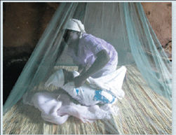 Is hybridization promoting insecticide resistance in mosquitoes that transmit malaria  Malaria is a leading cause of human illness and mortality worldwide, witH₂00 million people infected and 600,000 deaths each year. In the 1960s, the incidence of malaria was reduced owing to the use of insecticides that killed mosquitoes in the genus Anopheles , which transmit the disease from person to person. But today, mosquitoes are becoming resistant to insecticides-causing a resurgence in malaria.      Insecticide-treated bed nets have helped reduce cases of malaria in many countries, but resistance to insecticides is rising in mosquito populations.    Instructors : A version of this Problem-Solving Exercise can be assigned in MasteringBiology. In this exercise, you will investigate whether alleles encoding resistance to insecticides have been transferred between closely related species of Anopheles.  Your Approach  The principle guiding your investigation is that DNA analyses can detect the transfer of resistance alleles between closely related mosquito species. To find out whether such transfers have occurred, you will analyze DNA results from two species of mosquitoes that transmit malaria ( Anopheles gambiae and A. coluzzii ) and from A. gambiae × A. coluzzii hybrids. Your Data  Resistance to DDT and other insecticides in Anopheles is affected by a sodium channel gene, kdr. The r allele of this gene confers resistance, while the wild type (1/1) genotype is not resistant. researchers sequenced the kdr gene from mosquitoes collected in Mali during three time periods: pre-2006 (2002 and 2004), 2006, and post-2006 (2009-2012). A. gambiae and A. coluzzii were collected during all three time periods, but their hybrids only occurred in 2006, the first year that insecticide-treated bed nets were used to reduce the spread of malaria. A likely explanation is that the introduction of the treated bed nets may have briefly favored hybrid individuals, which are usually at a selective disadvantage.    Predict how the transfer of the r allele to A. coluzzii populations could affect the number of malaria case in the years immediately following the transfer.