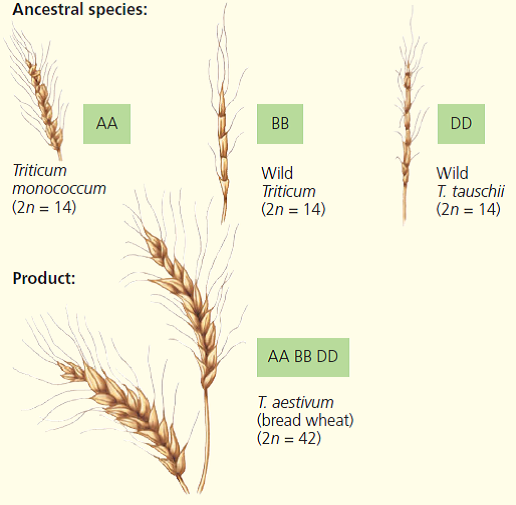 SCIENTIFIC INQUIRY DRAW IT In this chapter, you read that bread wheat (Triticum aestivum) is an allohexaploid, containing two sets of chromosomes from each of three different parent species. Genetic analysis suggests that the three species pictured following this question each contributed chromosome sets to T. aestivum. (The capital letters here represent sets of chromosomes rather than individual genes.) Evidence also indicates that the first polyploidy event was a spontaneous hybridization of the early cultivated wheat species T. monococcum and a wild Triticum grass species. Based on this information, draw a diagram of one possible chain of events that could have produced the allohexaploid T. aestivum.