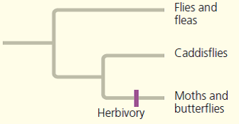 SCIENTIFIC INQUIRY Herbivory (plant eating) has evolved repeatedly in insects, typically from meat-eating or detritus-feeding ancestors (detritus is dead organic matter). Moths and butterflies, for example, eat plants, whereas their sister group (the insect group to which they are most closely related), the caddisflies, feed on animals, fungi, or detritus. As illustrated in the phylogenetic tree below, the combined moth/butterfly and caddisfly group shares a common ancestor with flies and fleas. Like caddisflies, flies and fleas are thought to have evolved from ancestors that did not eat plants. There are 140,000 species of moths and butterflies and 7,000 species of caddisflies. State a hypothesis about the impact of herbivory on adaptive radiations in insects. How could this hypothesis be tested