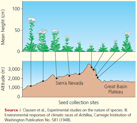 Jens Clausen and colleagues, at the Carnegie Institution of Washington, studied how the size of yarrow plants (Achillea lanulosa) growing on the slopes of the Sierra Nevada varied with elevation. They found that plants from low elevations were generally taller than plants from high elevations, as shown below: Clausen and colleagues proposed two hypotheses to explain this variation within a species: (1) There are genetic differences between populations of plants found at different elevations. (2) The species has developmental flexibility and can assume tall or short growth forms, depending on local abiotic factors. If you had seeds from yarrow plants found at low and high elevations, what experiments would you perform to test these hypotheses